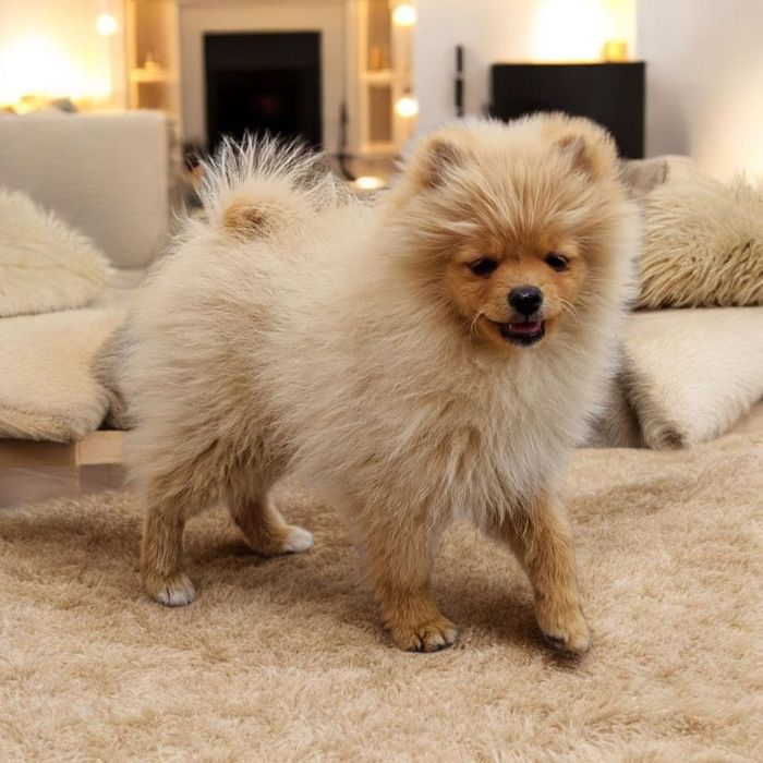 Красавчики шпіци у люблячу родину.