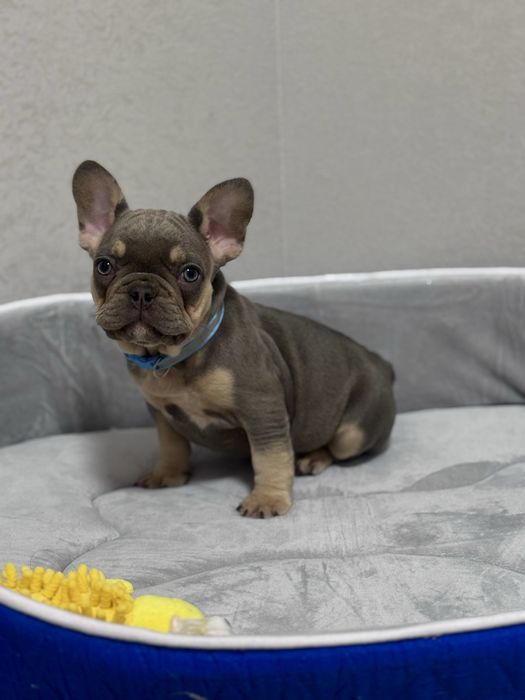 Малята французи чекають на найкращих батьків