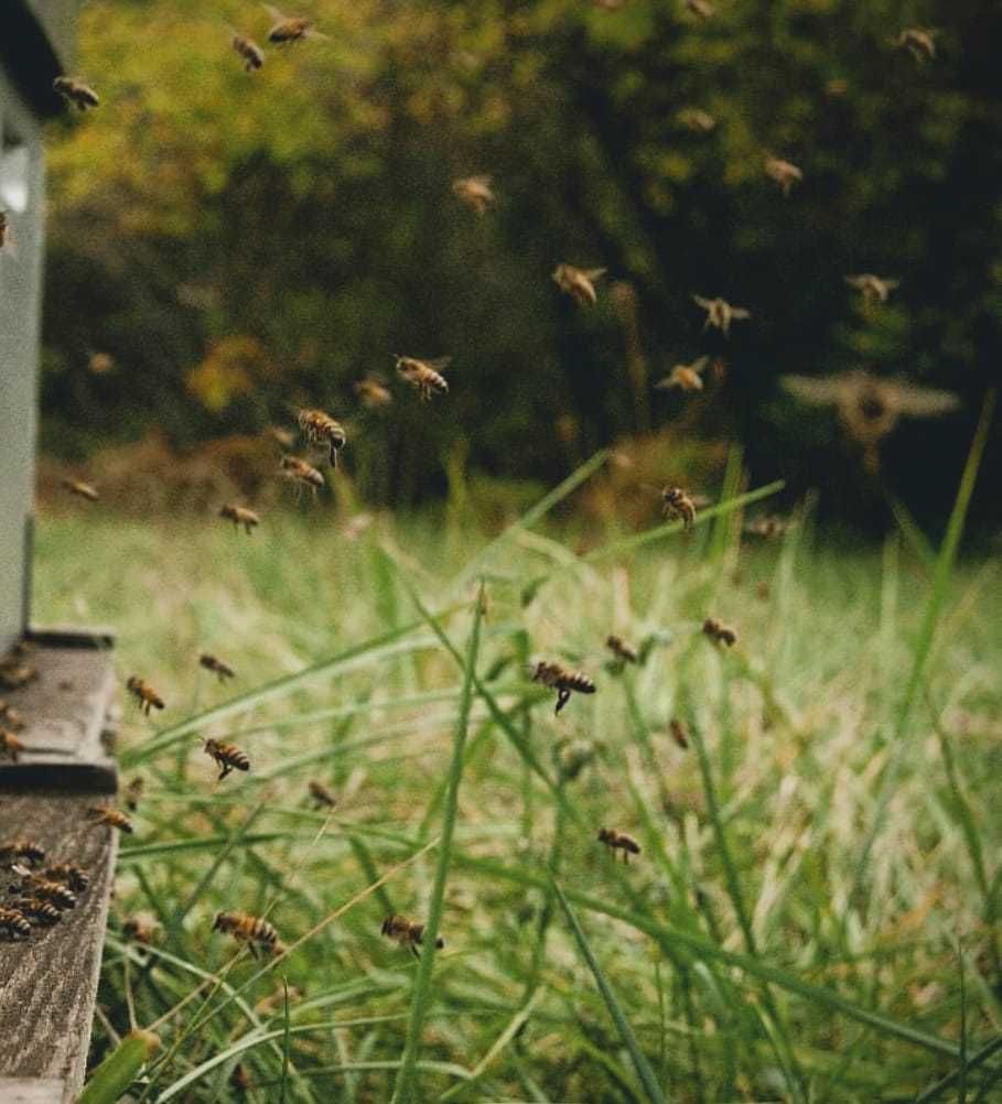 Miód naturalny z własnej pasieki