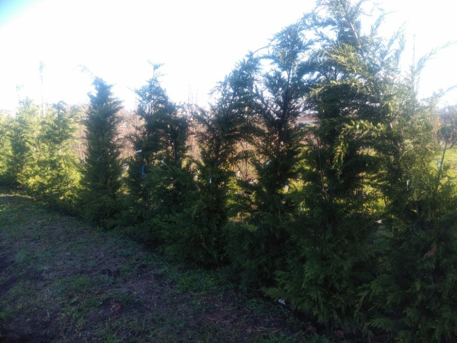 CAMPANHA 2024/2025 - Photinias/Ciprestes/Lauros/Plantas/Jardim