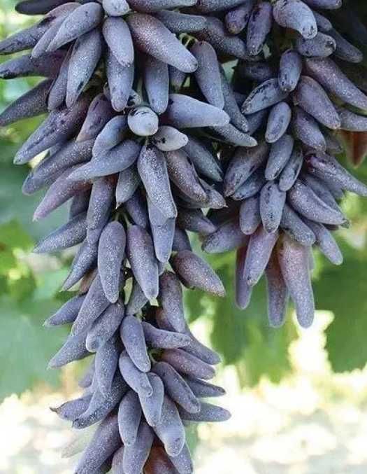 виноград кіш-міш Хеллоуін , Аватар  в контейнері