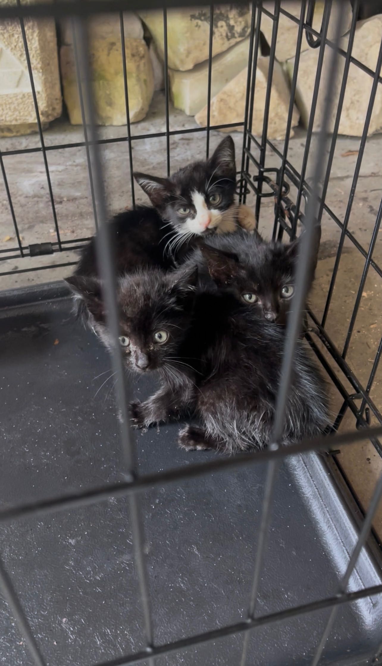 Gatinhos para adoção