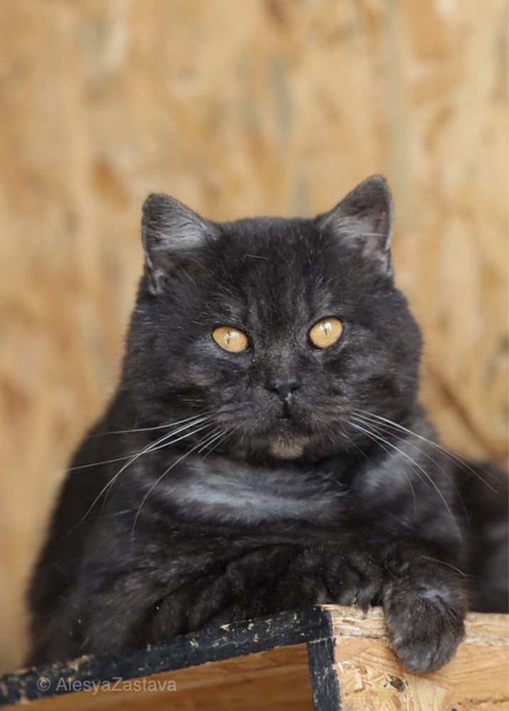 Ламберт котик. Кот, шикарный 3 года
