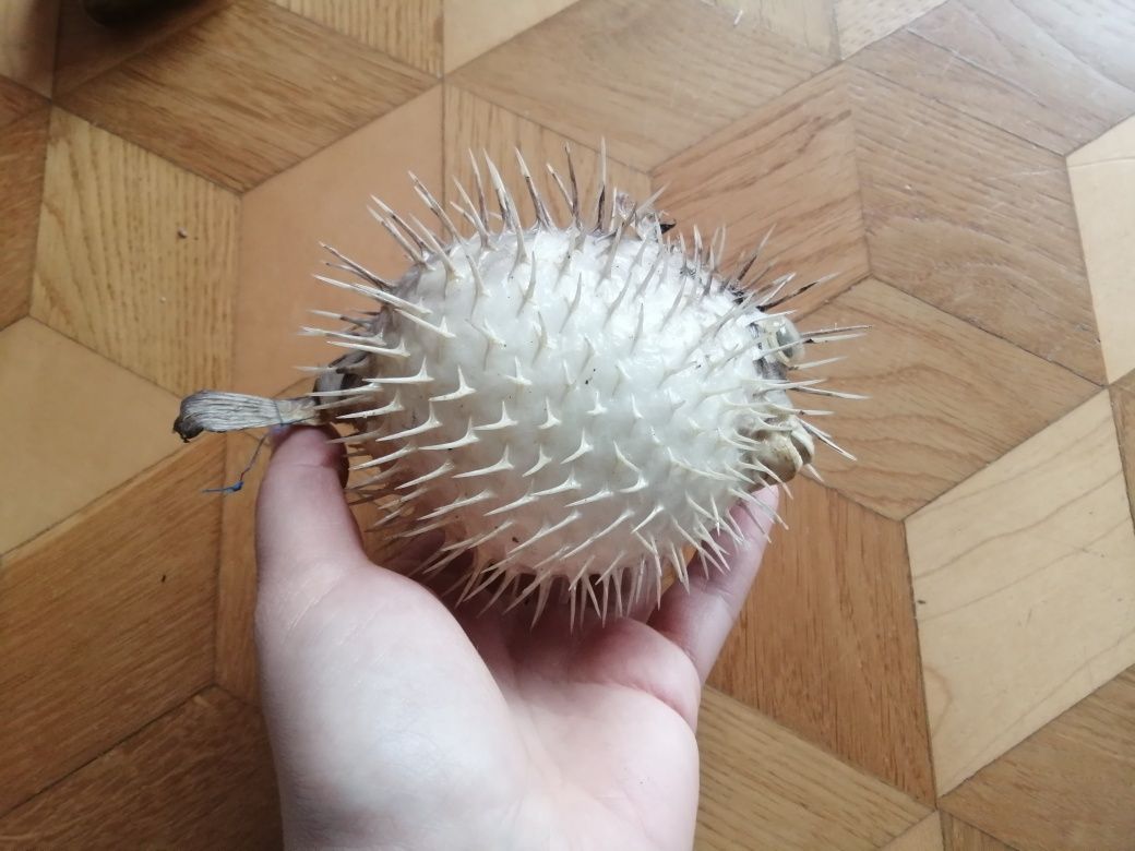 Spreparowana ryba najeżka rozdymka