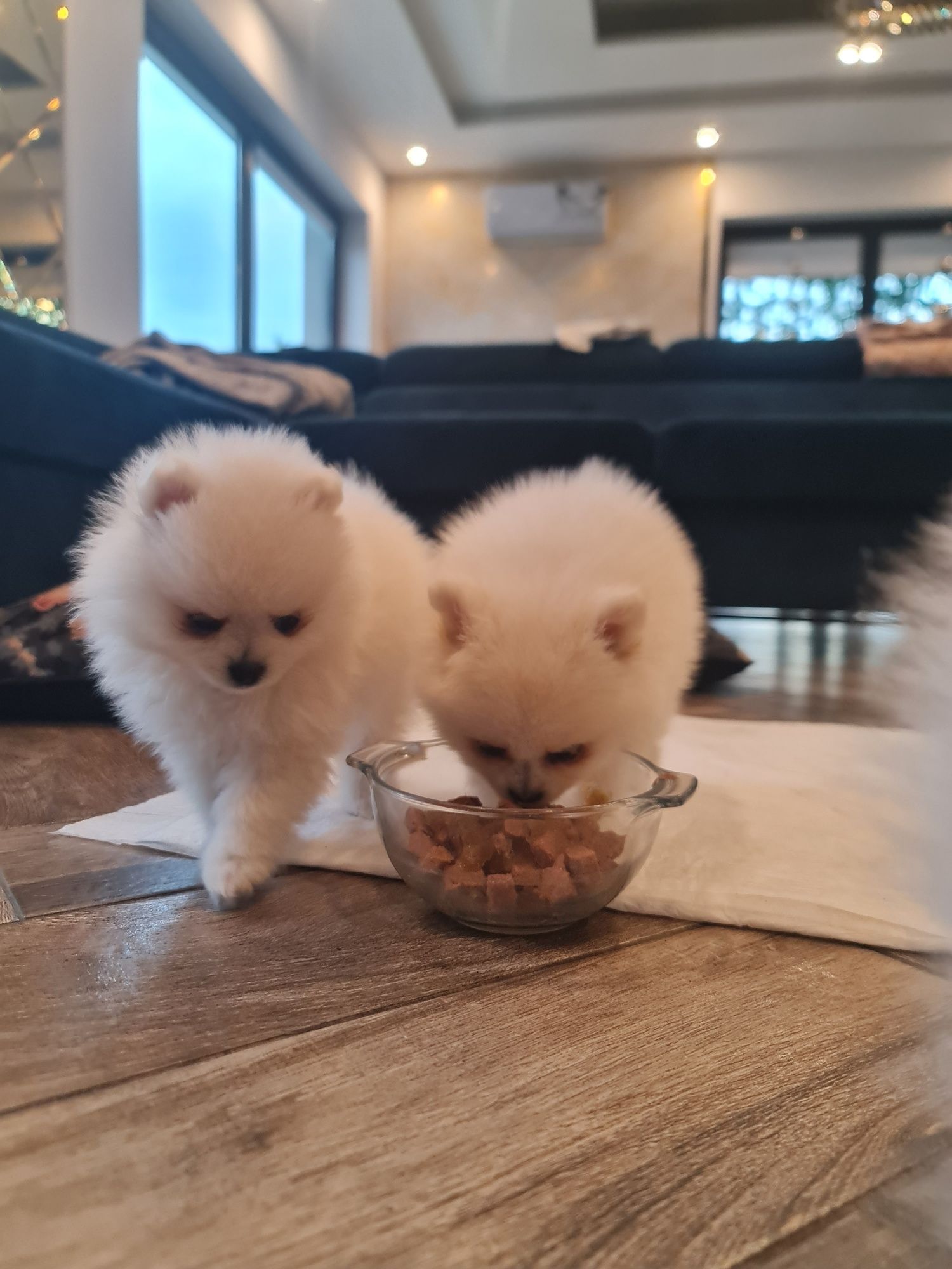 Pomeranian szpic miniaturowy