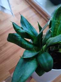 Sansevieria, Sansewieria - roślina doniczkowa