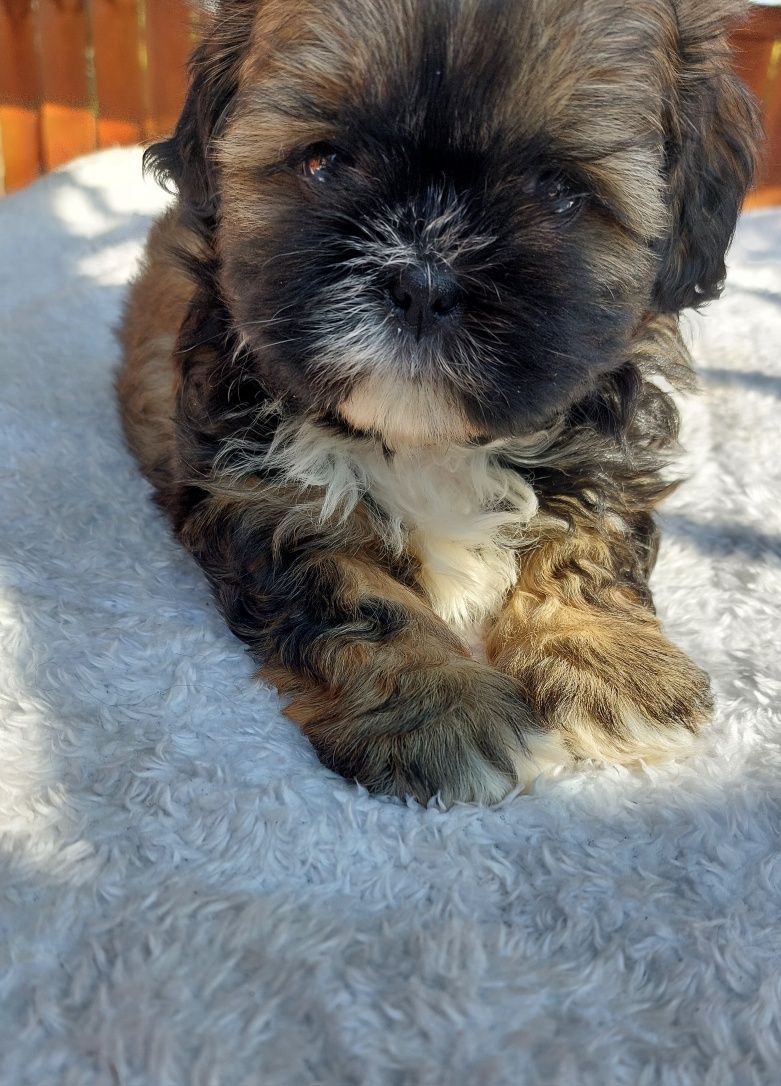 Shih-tzu chlopiec