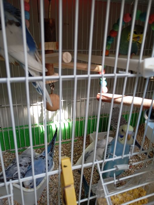 Periquitos Australianos 2025