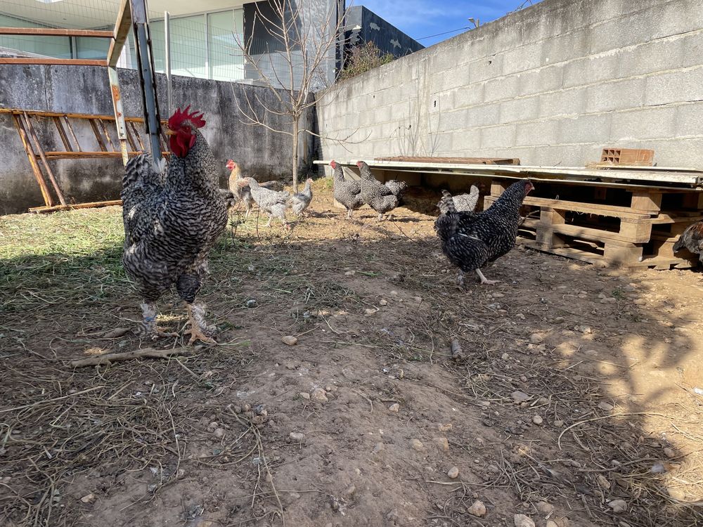 ovos de galinha raça Maline