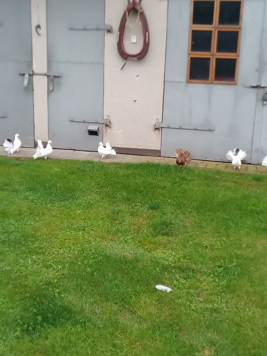 Gołębie ozdobne pawiki