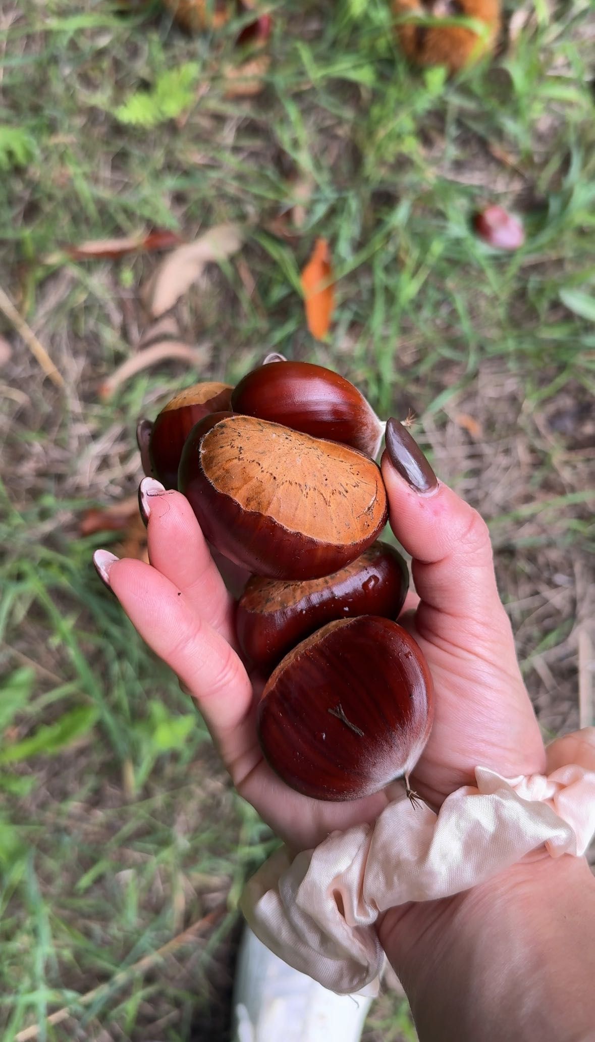 Castanhas Frescas