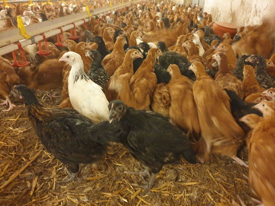 Kaczki kokoszki nioski Rosa kolorowa na wybieg odchowana dowóz Gratis