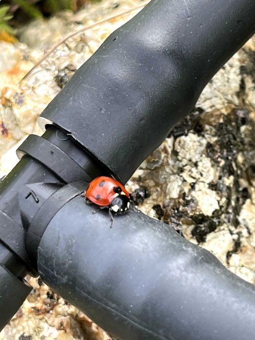 Serviços de manutenção de matos e agrícolas