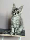 Kotka Maine coon rodowod fpl + wyprawka