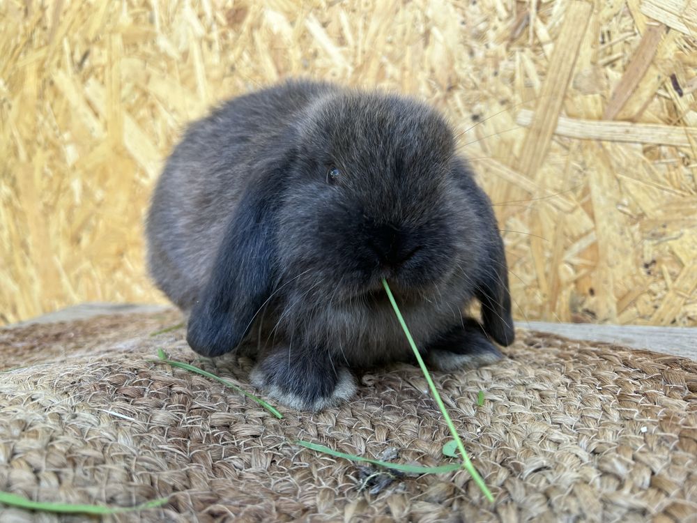 króliki baranki mini lop króliki miniaturowe króliczki