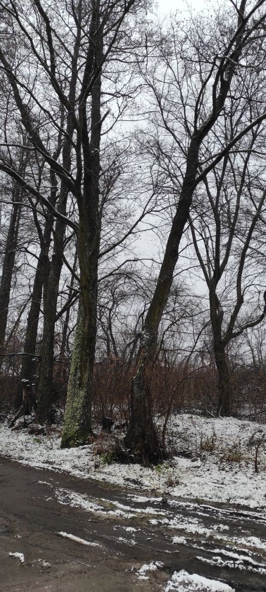 Земельна ділянка 16 соток в лісі с. Проців під будівництво