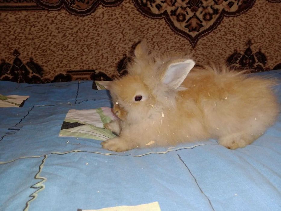 продам пухнастих  кроликів