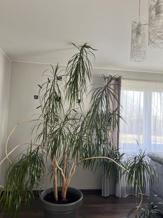 Dracena ,kwiat doniczkowy , duży, prezent , ogród