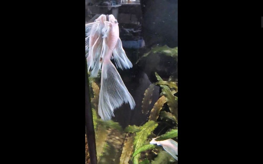 Анциструс (снежинка) Snow White,вуаль, голубоглазые