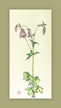 Ботанікал арт, Aquilegia Vulgaris, 41*20 акварель, папір, картина