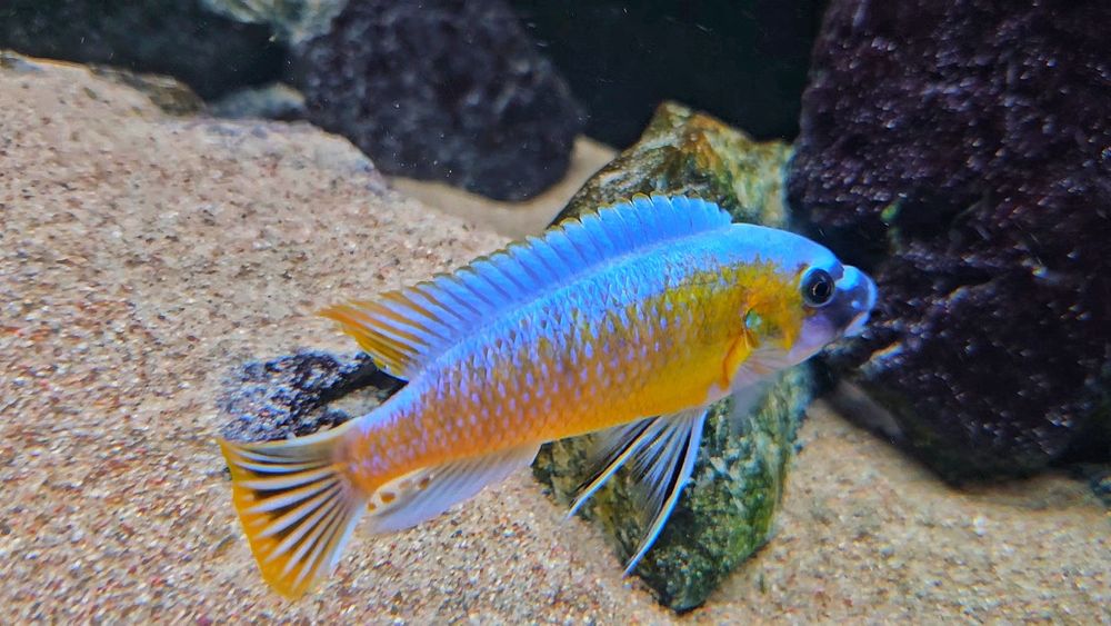 Labeotropheus trewavase katale