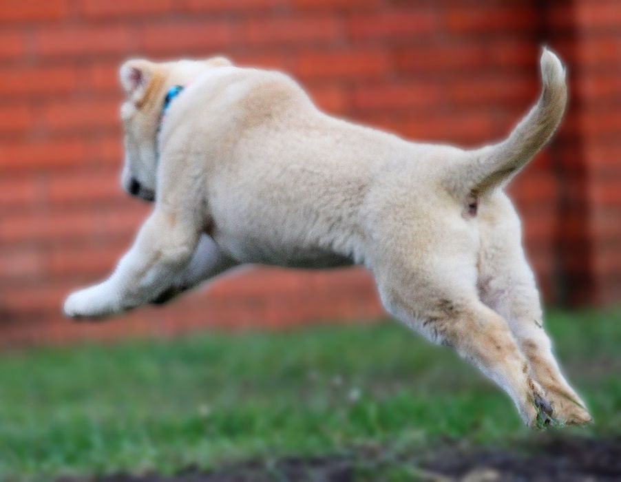 Дівчинка - вовкодав.  Таяна.