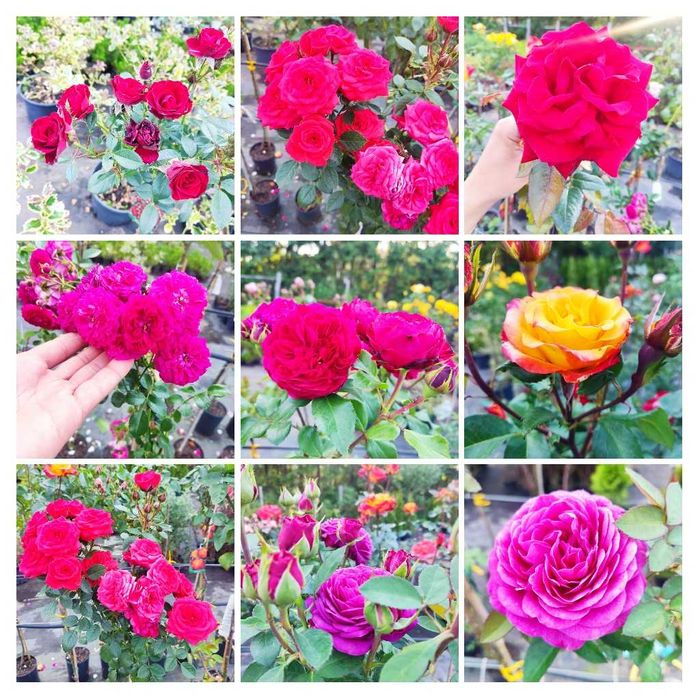 Róże pienne różne wysokości i kolory!