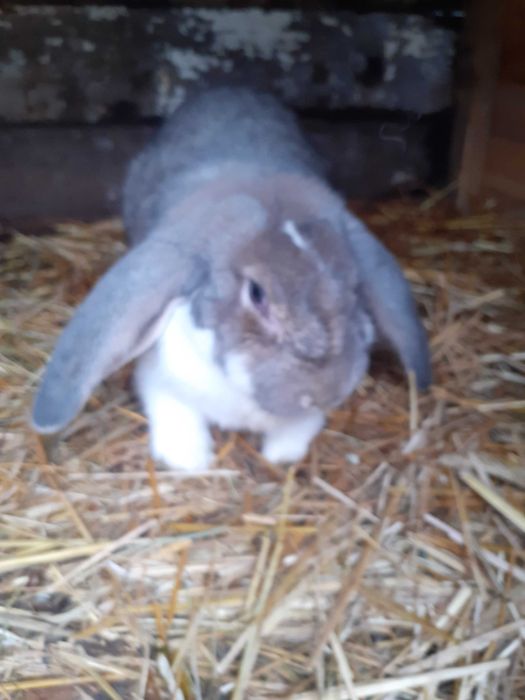 Sprzedam samicę b.f