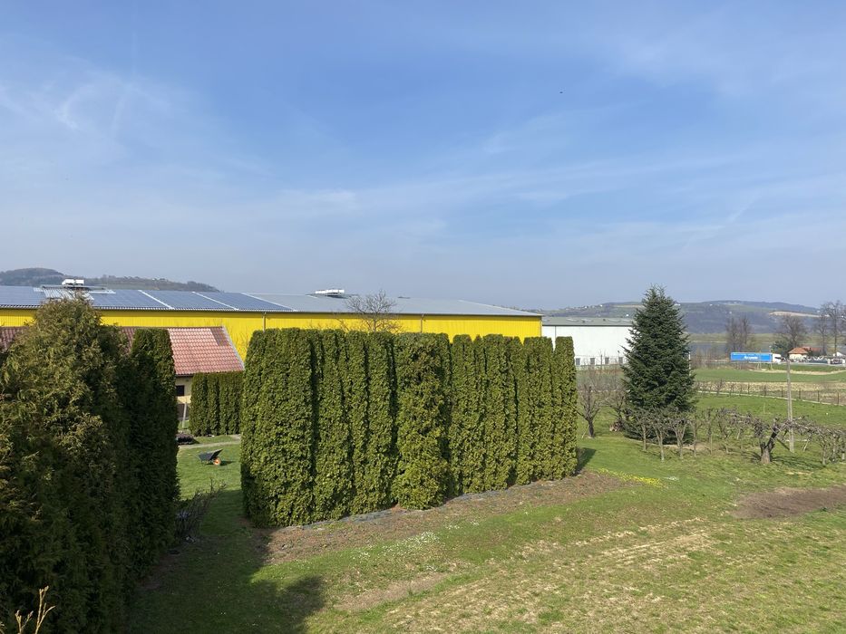 Wycinka przycinka ,czyszczenie drzew ,usługi rębakiem ,koszenie traw !