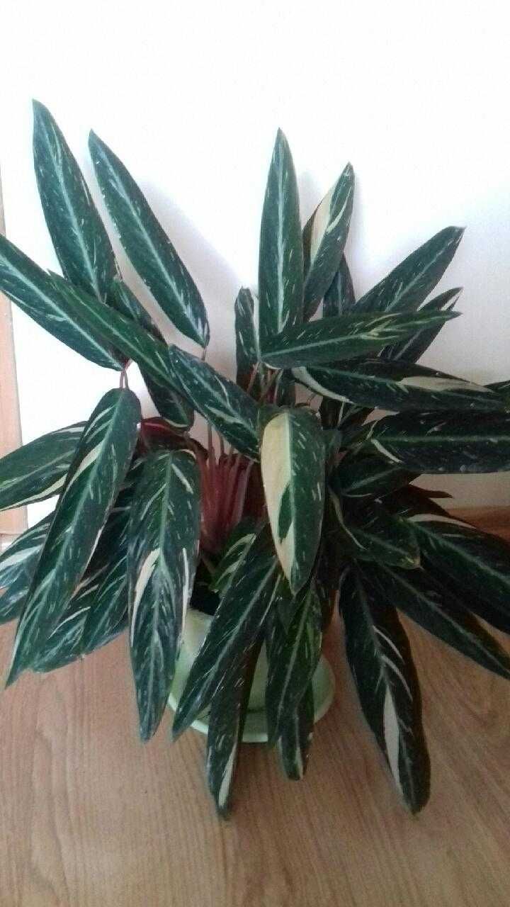 Kalatea Calathea Stromante Triostar roślina doniczkowa