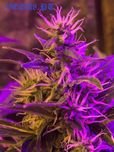 OPTIC 1 COB LED - Grow Lamp 54W 5.000k COB / 120º