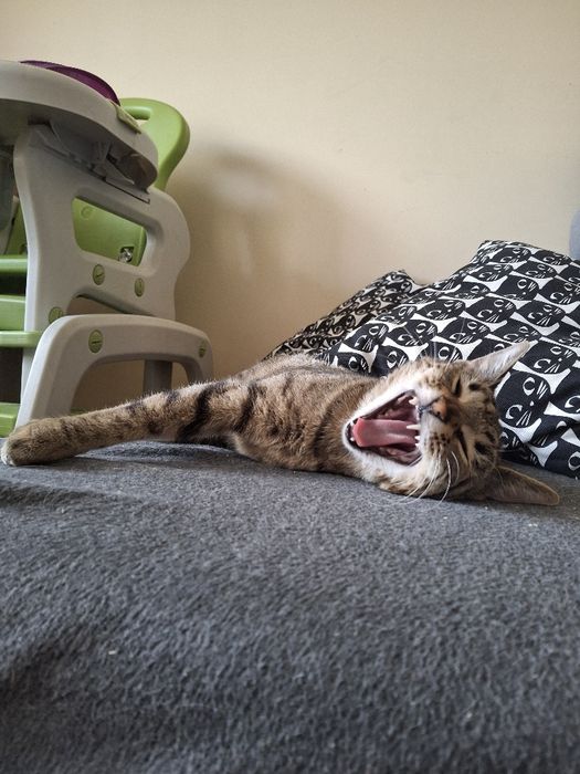 BELLA poleca się do dopcji