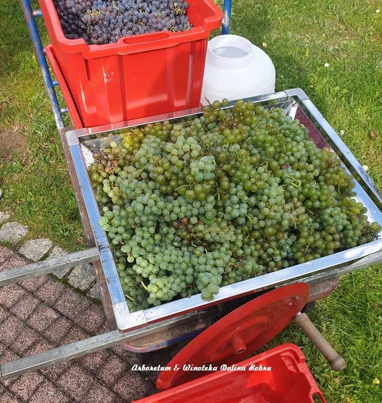 Sadzonka winorośli odmiana deserowa