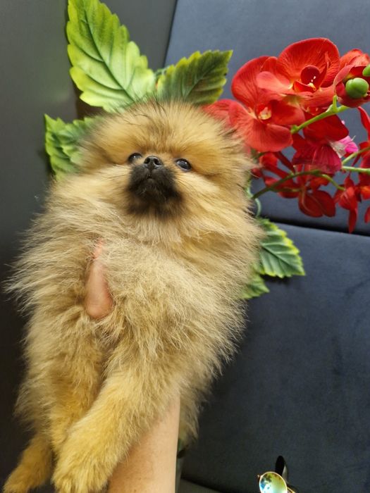 Szpic miniaturowy Pomeranian Boo 2xszczepienia wyprawka I legowisko