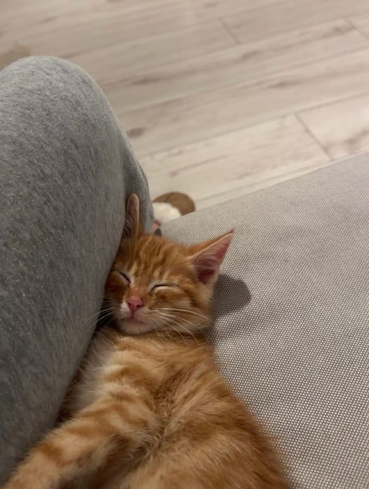 słodki pomarańczowy kotek