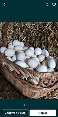 Swojskie domowe jajka wolny wybieg