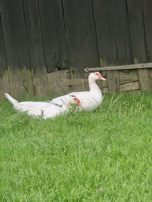 Kaczki kaczor kaczka