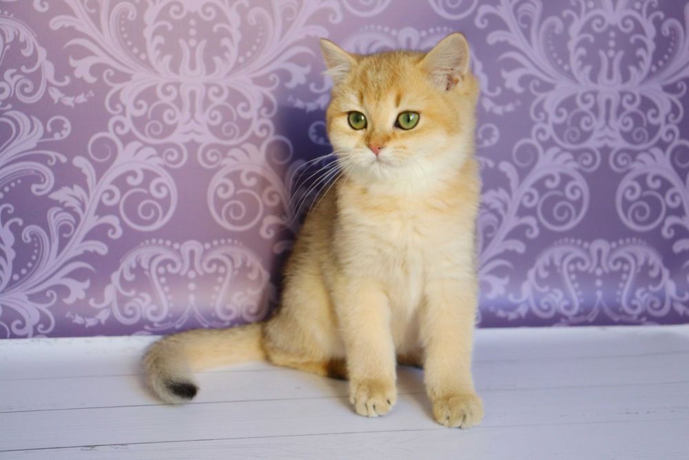 Плюшевий красунчику в золотистому забарвлені