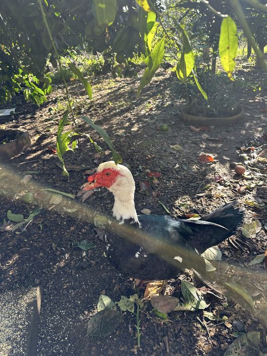 Pato adulto para mudar de morada