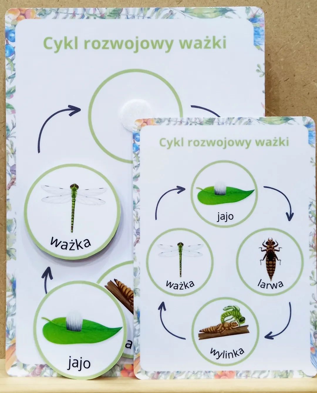 Cykl rozwojowy motyla, fasoli, żaby, żółwia