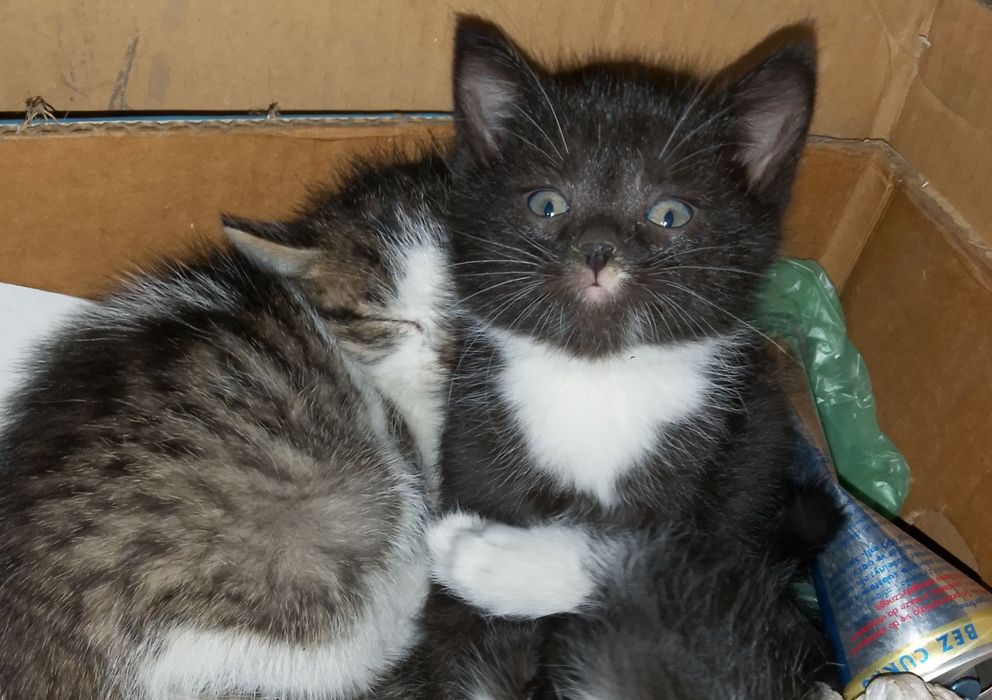 Do oddania małe kociaki