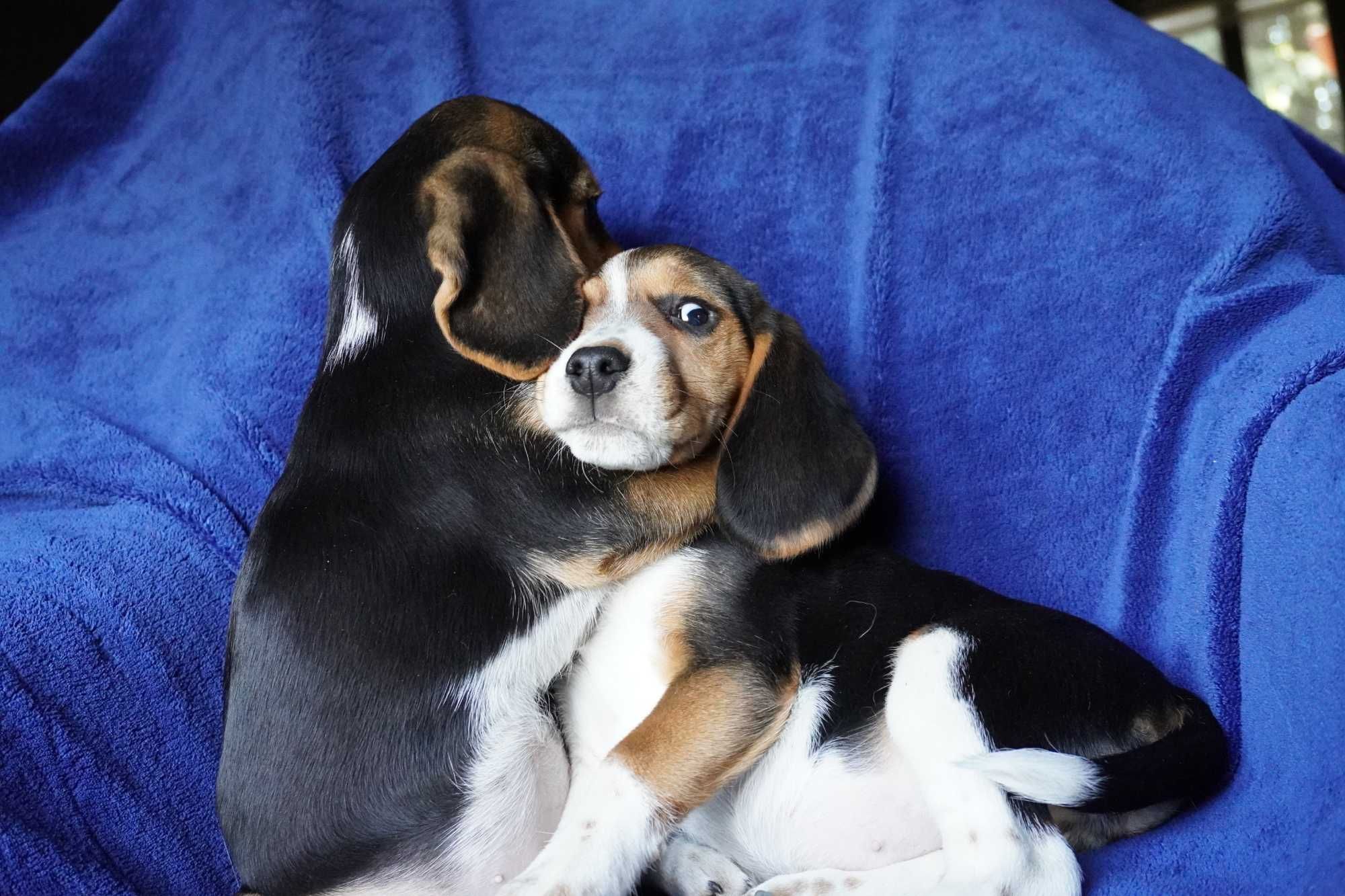 beagle ,bigle suczka tricolor szczeniak-metryka