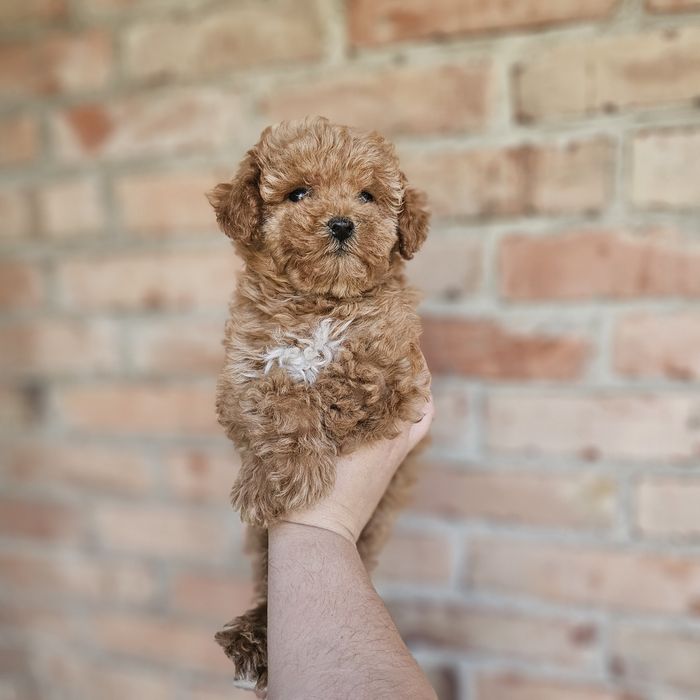 Дівчинка мальтіпу тікап в колері ред Браун