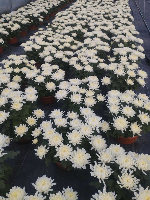 Chryzantemy Wielkokwiatowe