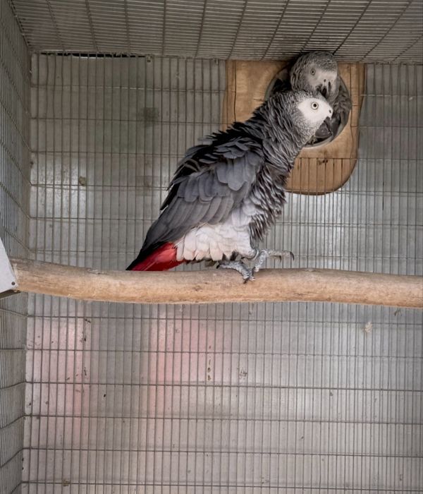 Casal Papagaios Cinzentos