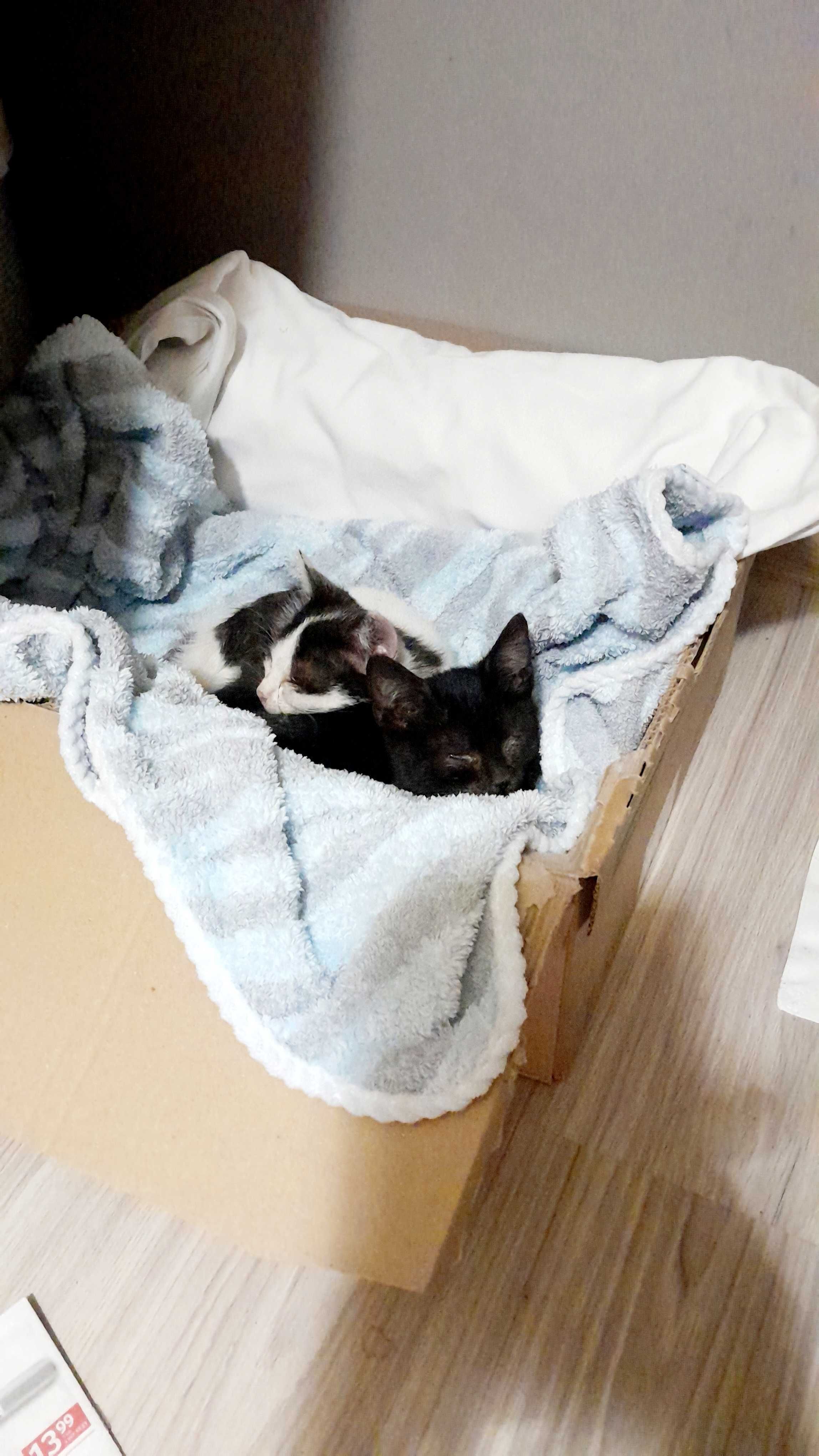 Cudne kocięta do adopcji