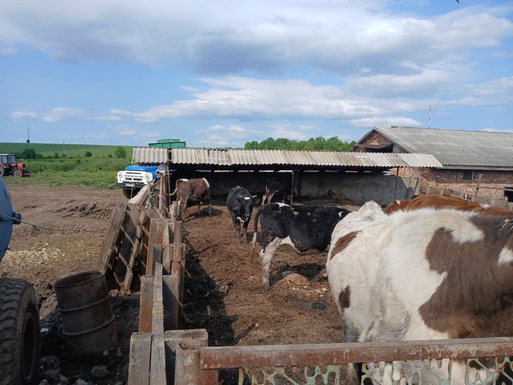 Продам тільних телиць