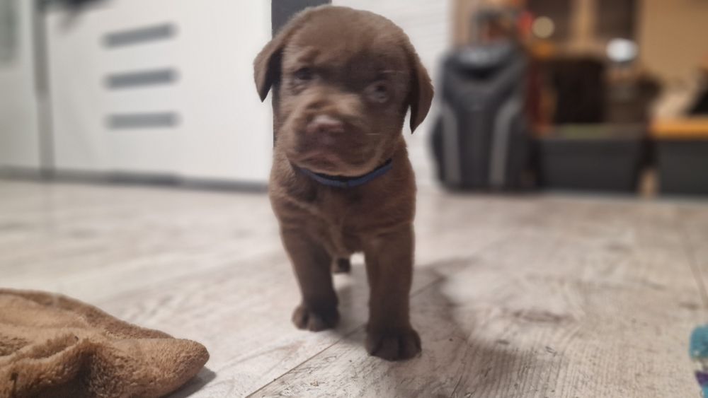 Labrador retriever szczeniak z rodowodem