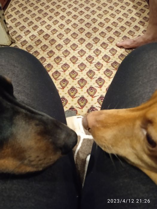 Отдам в хорошие руки