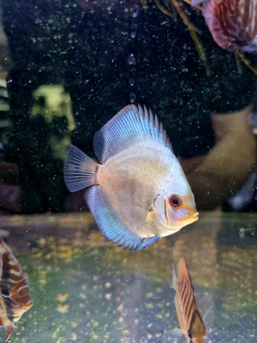 Paletki dyskowce blue diamond